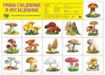 Плакат А2 Грибы сьедобные и несьедобные 