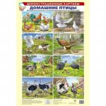 Дем.картины А-3 Домашние птицы 8 плакатов