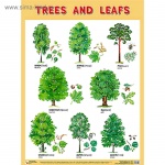 Плакат  Англ. TREES  and LEAFS. Деревья и листья.