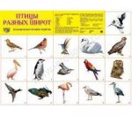 Плакат А2  Птицы разных широт 