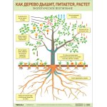 Плакат развив. по экологии Как дерево дышит, питается, растет Мозаика