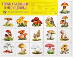 Плакат А-2 Сфера Грибы съедобные и несъедобные