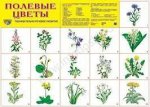 Плакат А2  Полевые цветы 