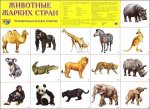 Плакат А-2 Сфера Животные жарких стран