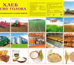 Плакат А2  Хлеб всему голова 