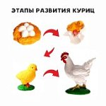 Обучающий набор Этапы развития куриц 4 фигурки