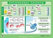 Плакат Белки и нуклеиновые кислоты