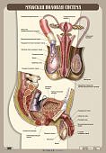 Плакат  Пшеничная.Мужская половая система.(картон)