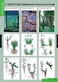Плакат Растение-живой организм.Метод.пособие Спект