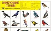 Плакат А-2 Сфера Зимующие птицы
