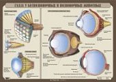 Плакат  Свешникова.Глаза беспозвоночных и позвоноч