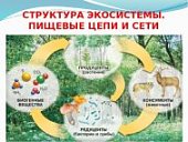 Плакат  Пищевые связи в экосистеме.Айрис