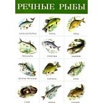 Плакат  Речные рыбы 2165